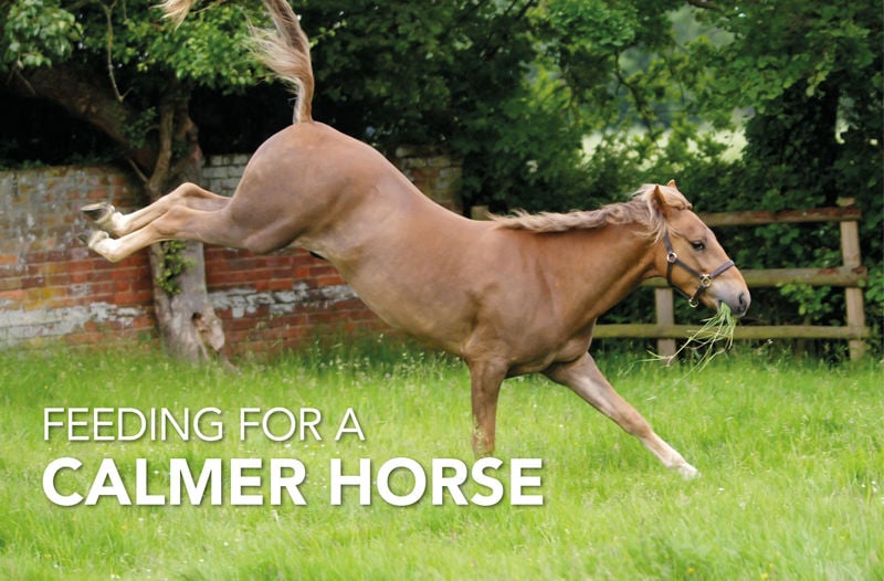 Feeding for a Calmer Horse